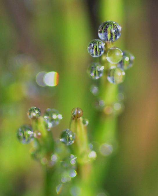マクロで水玉.jpg