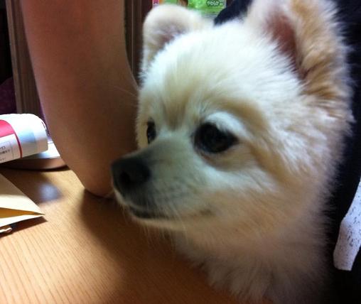 まだ毛がのびかけ