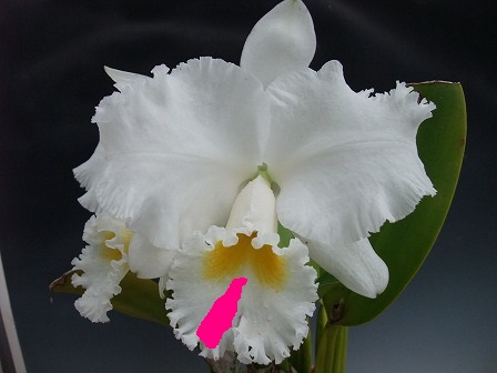 C. Earl 'Impelialis' FCC/AOS 20130331-3