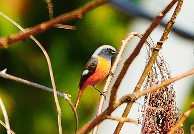 野鳥3.jpg