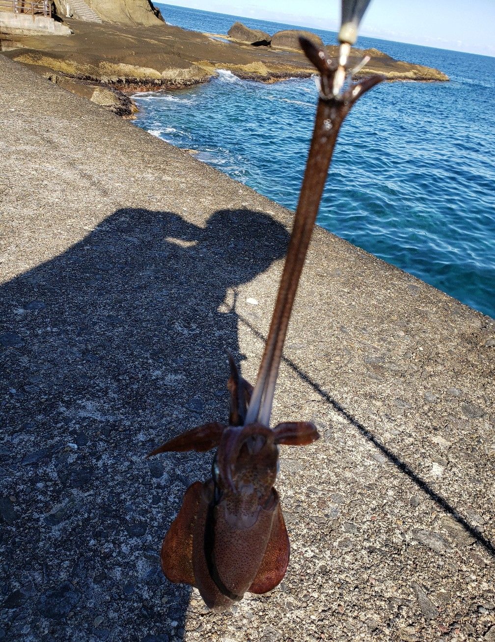 江差漁港でアオリイカ釣り ごっこまの釣り 楽天ブログ