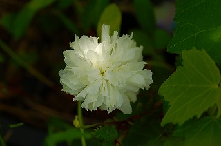 トキンイバラが好き！