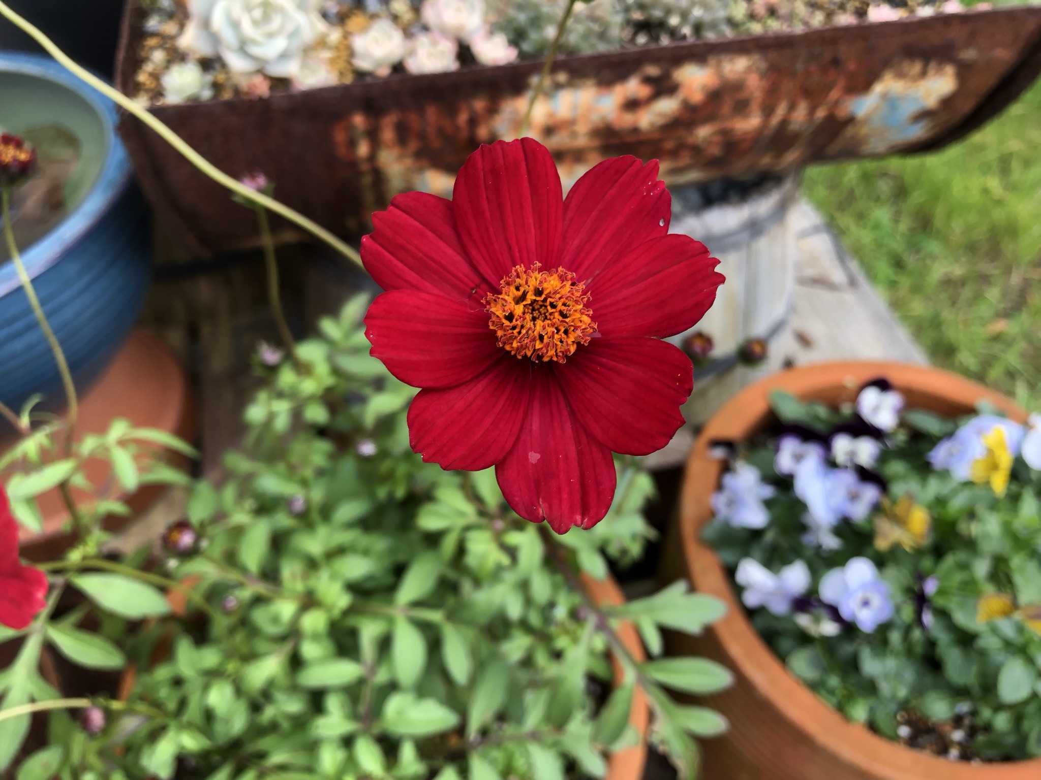 斑のある暮らし。┃植物の記録