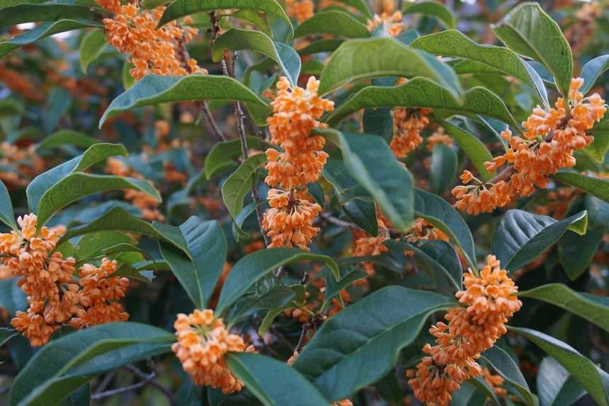 金木犀の花 Ishimiおじさん旅日記 楽天ブログ