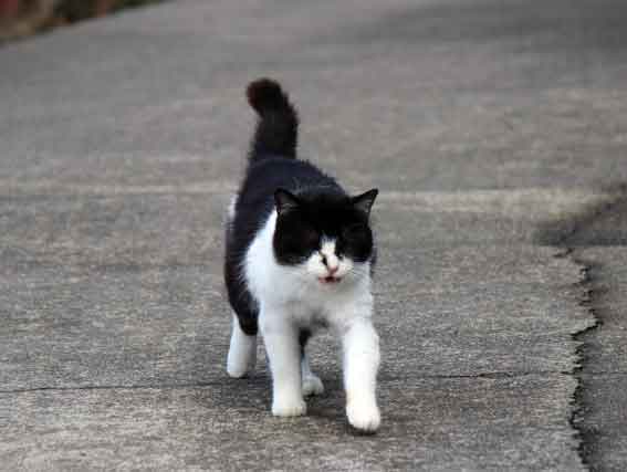 我が家のニャンコ♪2014/02/15-2