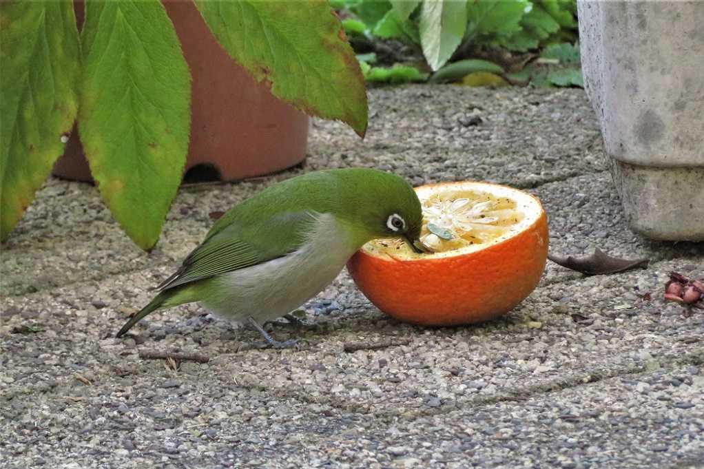 庭の野鳥;蜜柑メジロ、仲良しメシロ、万両ヒヨドリ、土浴びスズメ。 | 大分金太郎の花鳥蝶月 - 楽天ブログ