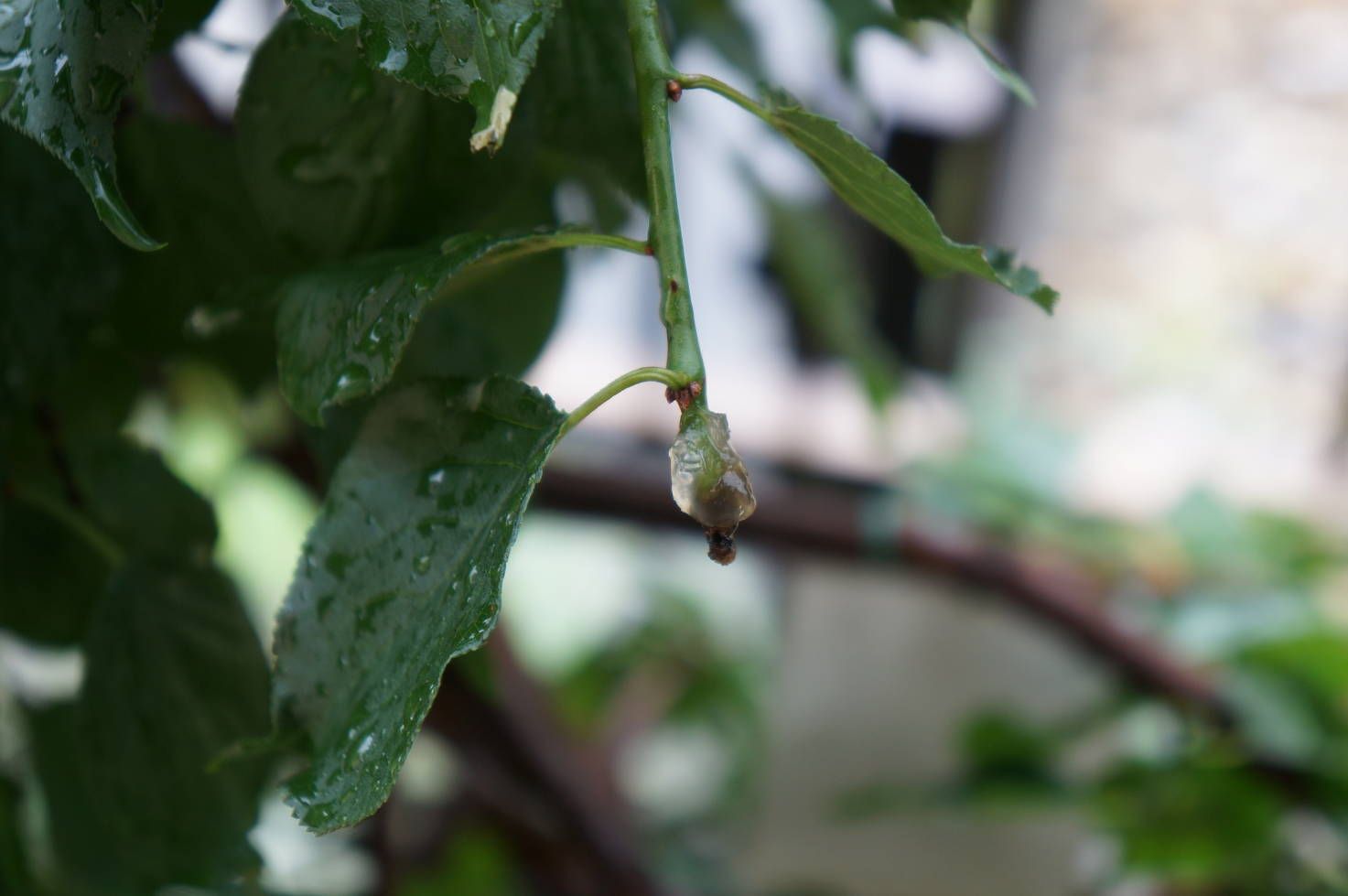 枝垂れ梅の枝の先にゼリー状のものがくっついていました ヨッシイのブログ 楽天ブログ