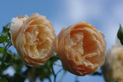 横浜イングリッシュガーデンの薔薇