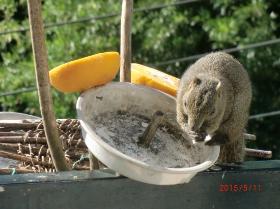 リスとすけちか祭り 007.jpg