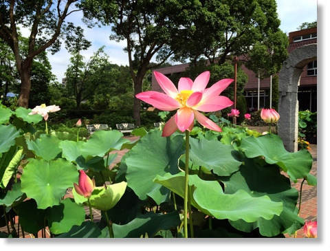 明美紅(めいびこう)