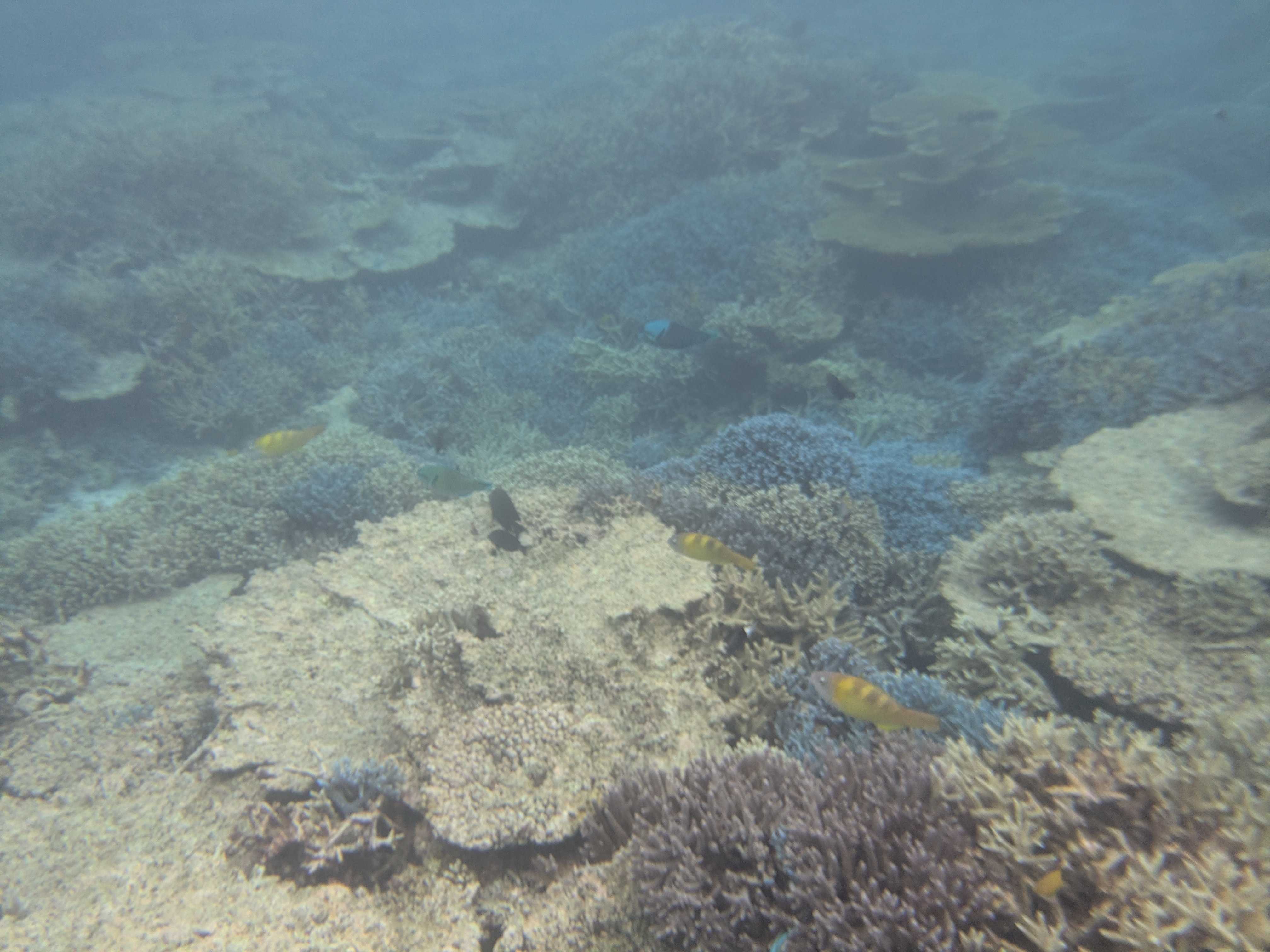 西表島　海猫　アクティビティツアー　シュノーケリング
