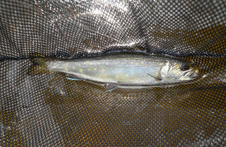 brook trout-1.jpg