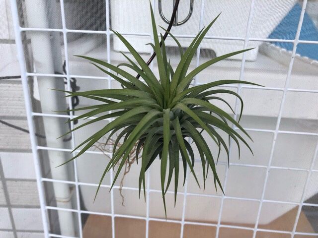 チランジア冬の野外管理チャレンジ 10週目 Tillandsia ティランジア チランジア エアプランツ エアープランツ 育成記録 楽天ブログ