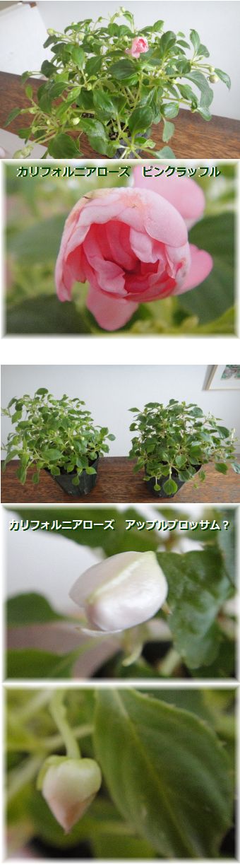 冬越し中のインパチェンスのグループ