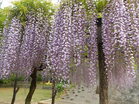 蓮華寺池公園　藤の花