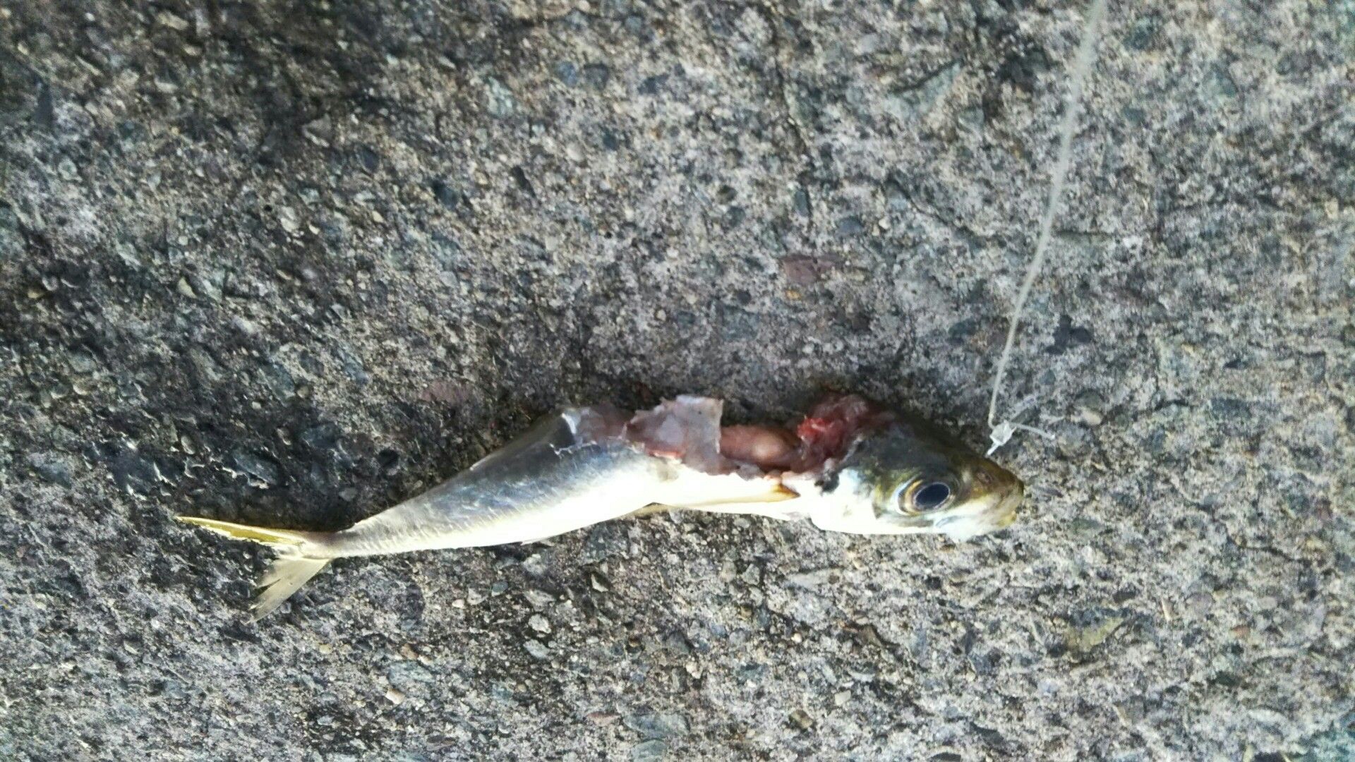 目の前にナブラが 佐渡の生活 楽天ブログ