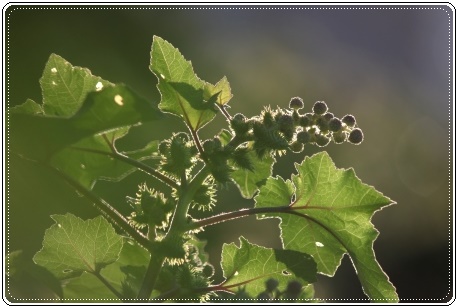 犀川コスモスロード-20 オナモミ-1 13.9.28