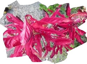 紅葉３.jpg