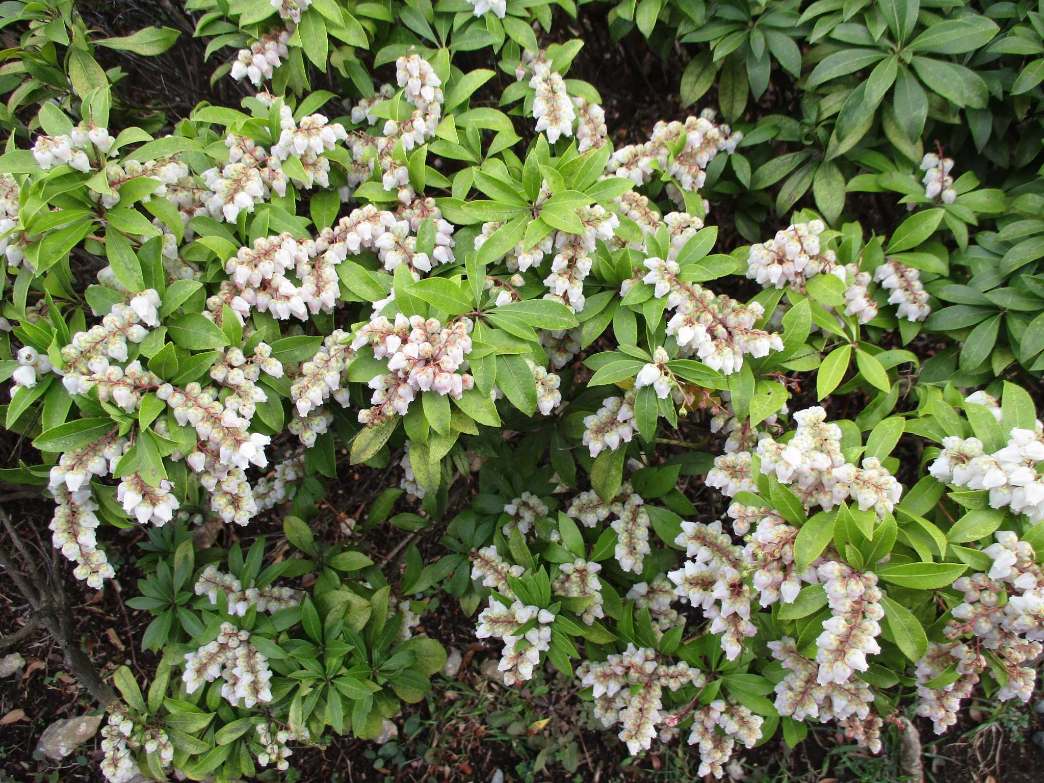 あしび・あせび 晴 陶 句 読 楽天ブログ