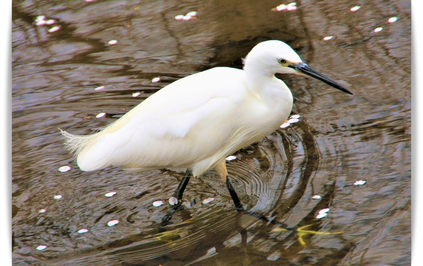 白鷺 光と風のそよぎ 鳳英 楽天ブログ