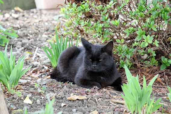 我が家のニャンコ♪2015/11/10-4