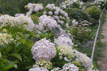 s-DSC_0343.jpg