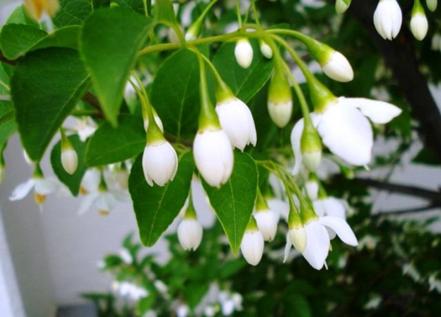 エゴノキの花 花と蕎麦とリハビリと 楽天ブログ