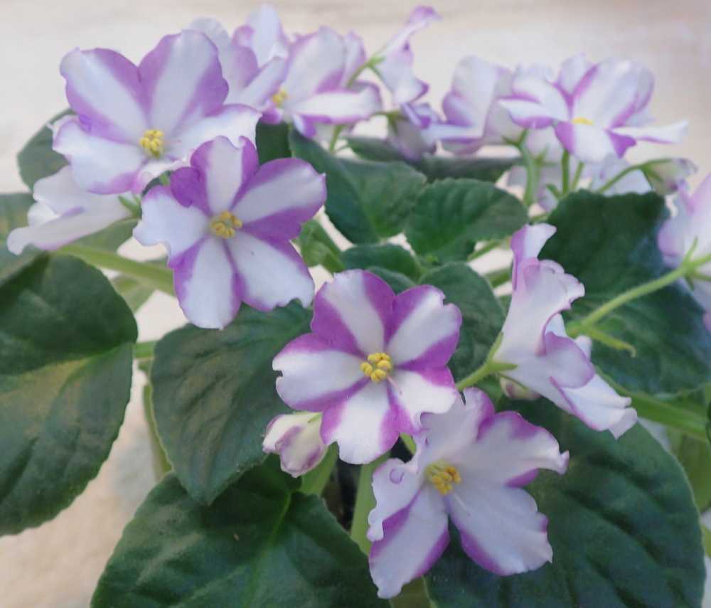 21 4 25 キャニオンズ ラベンダードリーム スポーツ セントポーリア 縞花 キメラ Chimera Nenttohのブログ セントポーリアの花のご紹介 Site Introduces Africanviolet Saintpaulia 楽天ブログ