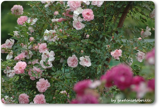 フランソワジュランヴィル