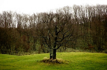 166.丸裸の思わずの木