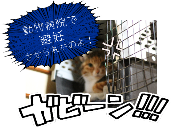 IMG_0264.png