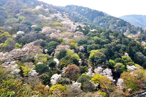 桜５