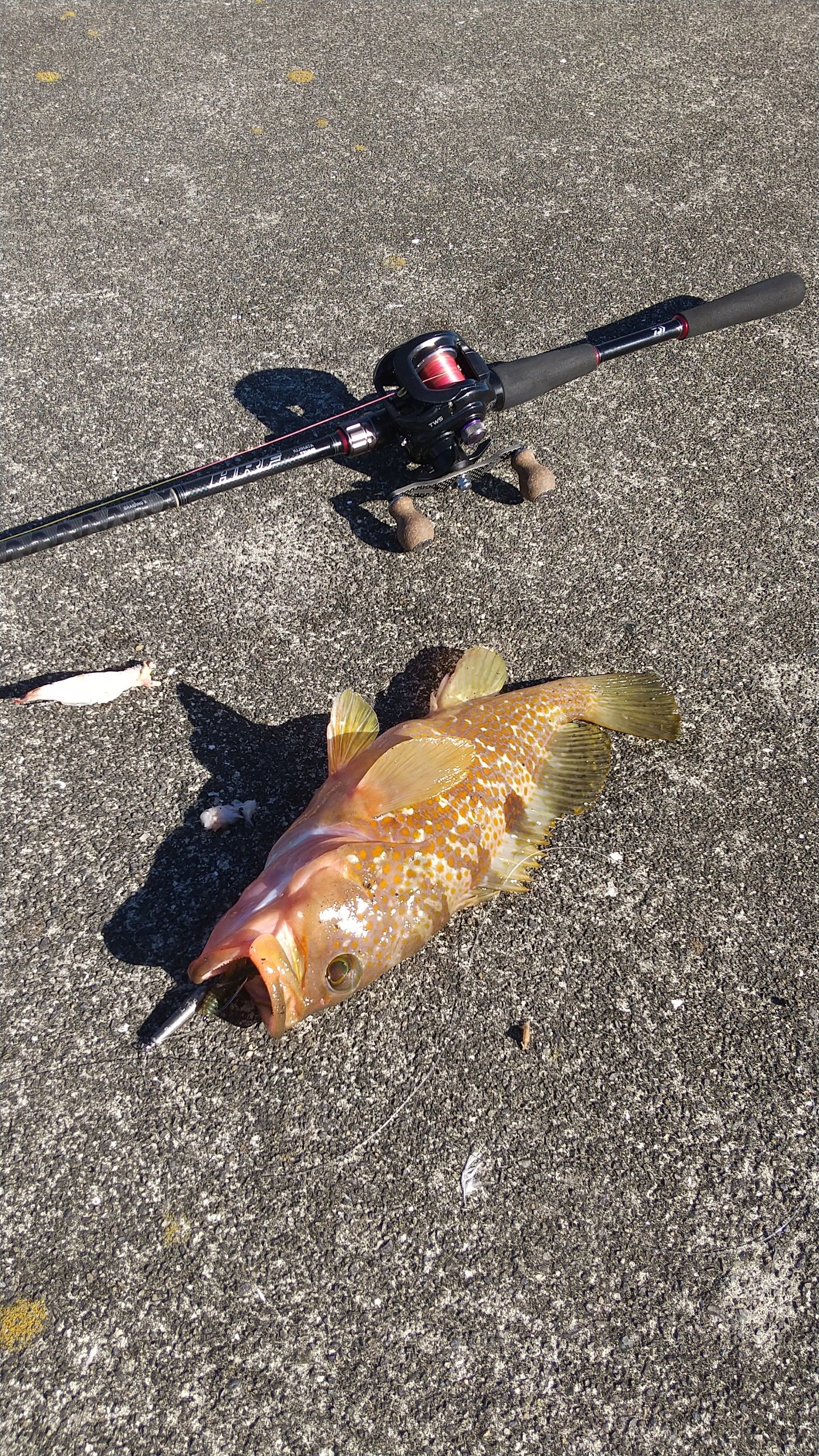 瀬戸内デイアコウ サメジの釣り暮らし 楽天ブログ
