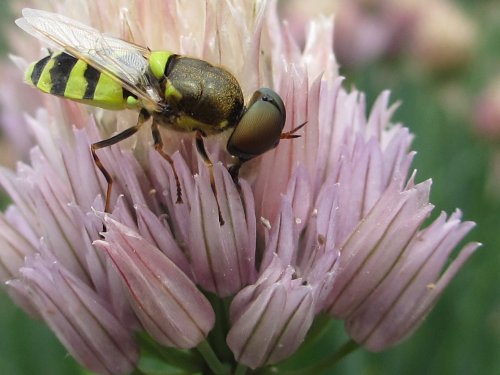 チャイブの花で食事中のコガタノミズアブ：オス(6月)