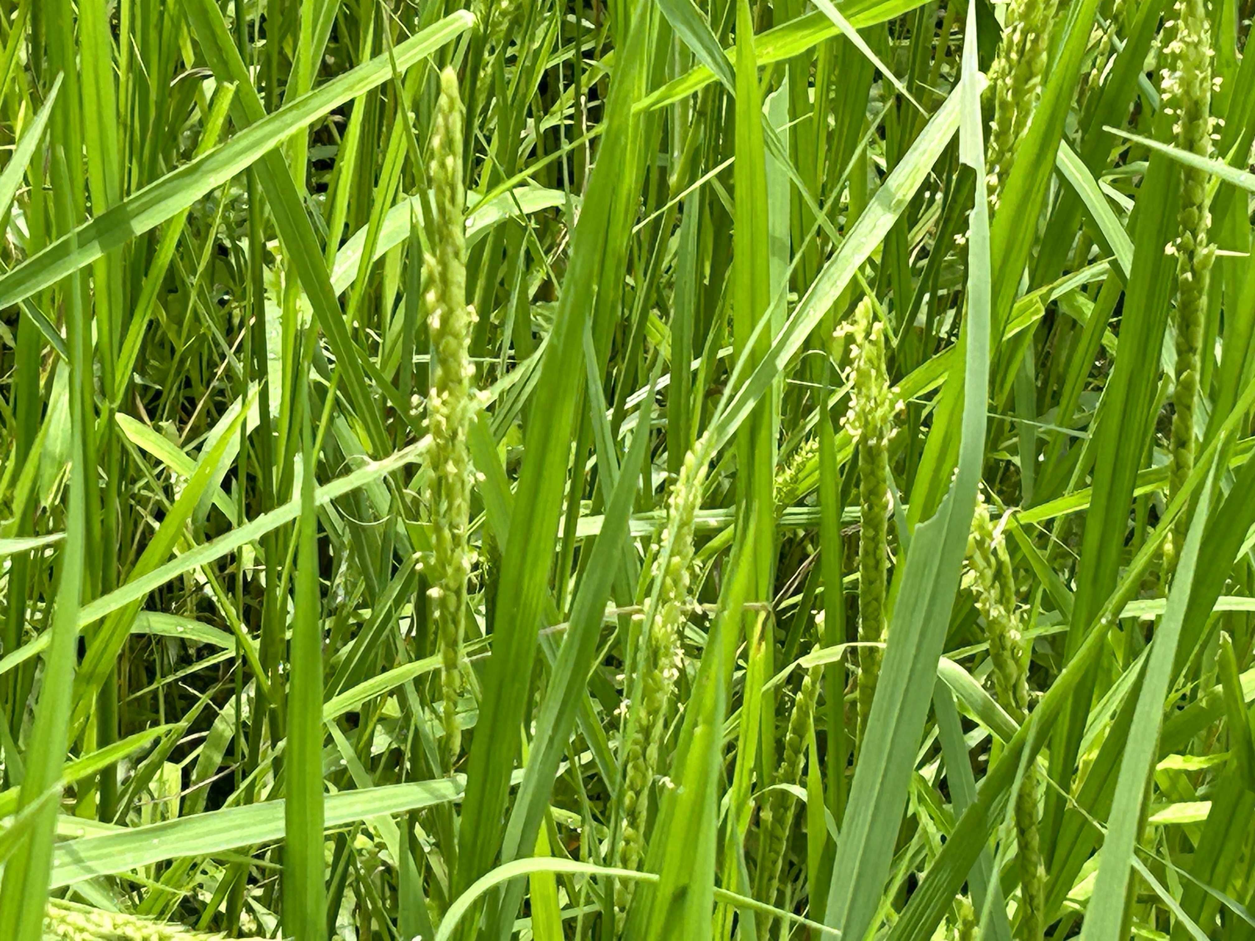 民宿灯台 小谷沼 米の放任栽培 | 民宿灯台 五浦岬公園 - 楽天ブログ