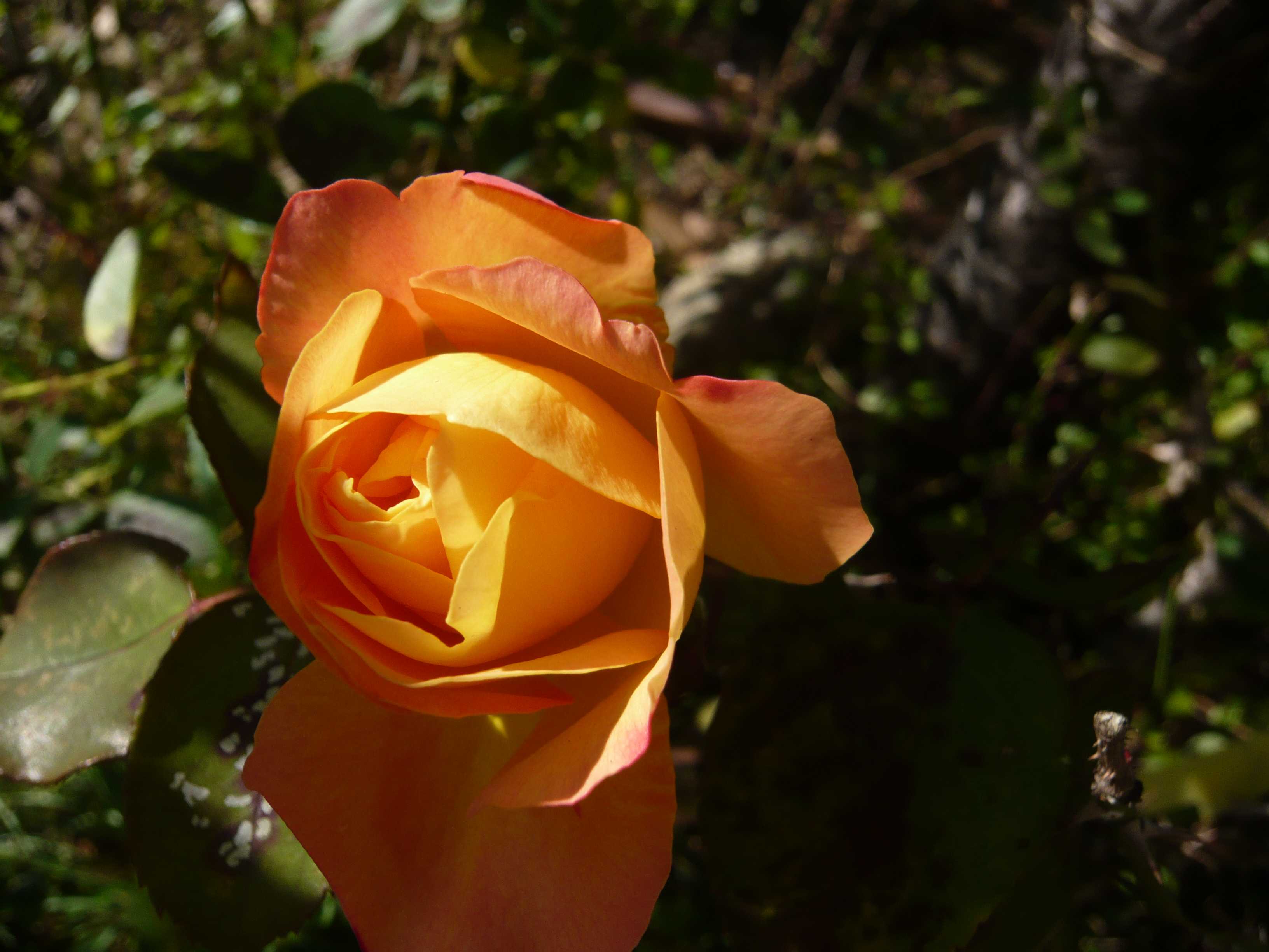 つるバラの剪定と誘引 シンデレラ カクテル ソンブレイユ アイスバーグ アンネの想い出 ゆうの日記 ラ ヴィ アン ローズ 楽天ブログ