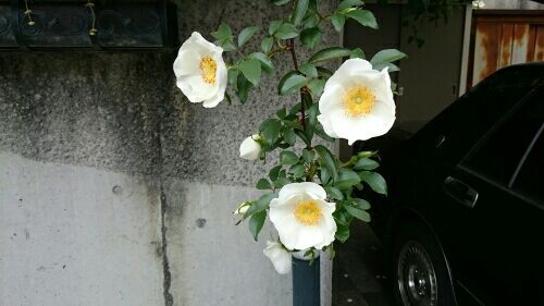 rblog-20170509225155-01.jpg