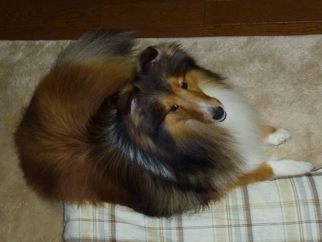 P1010015 - コピー.JPG