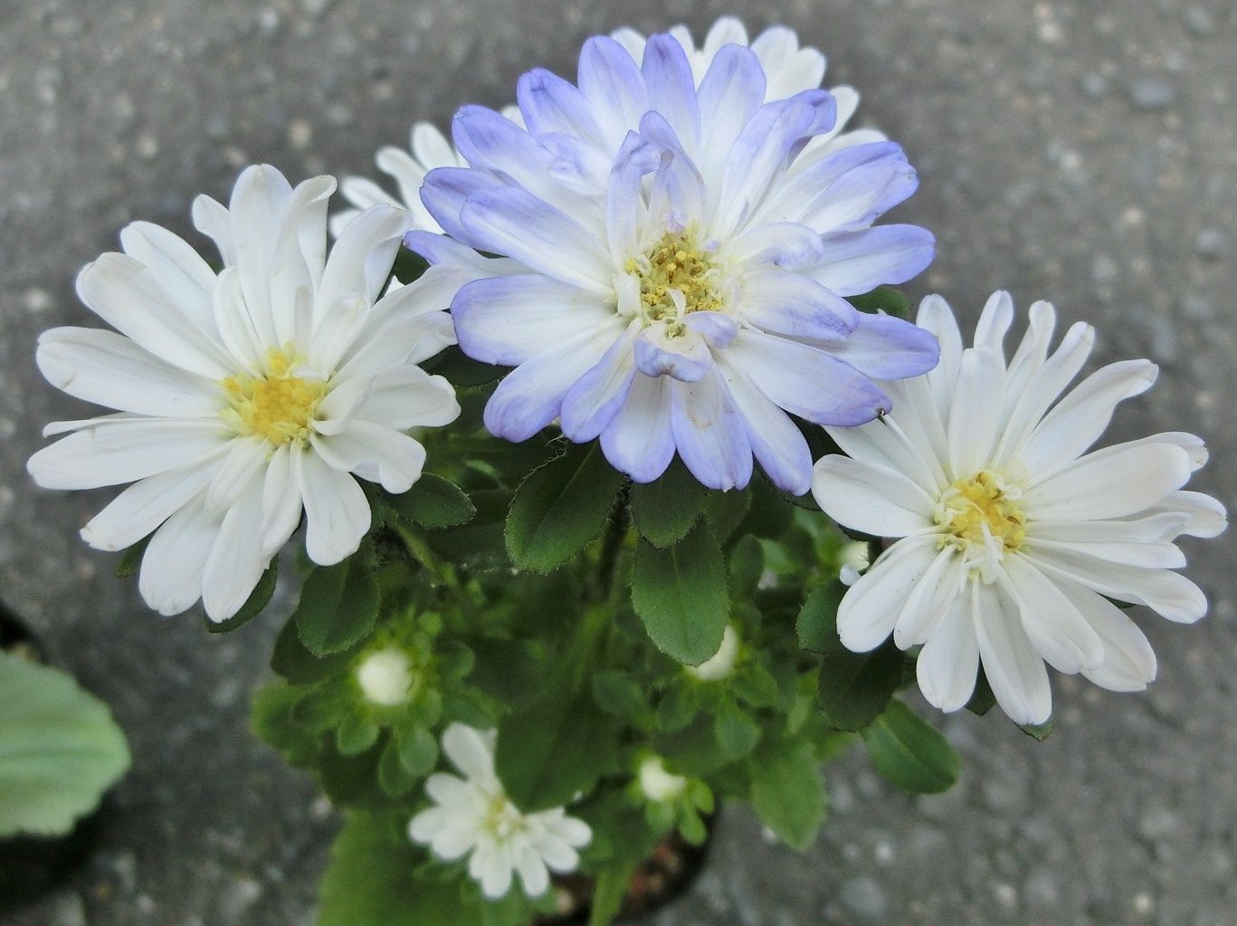 我家で咲く花たち 新しく仲間入りの花 だい のひとりごと 楽天ブログ