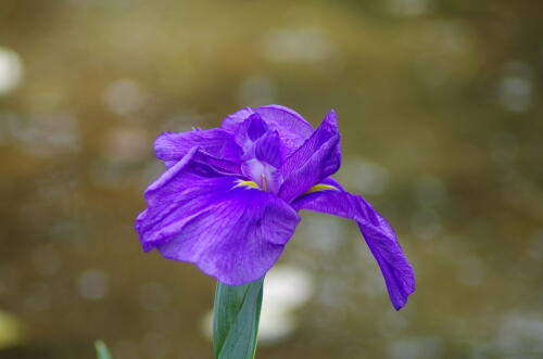 花菖蒲