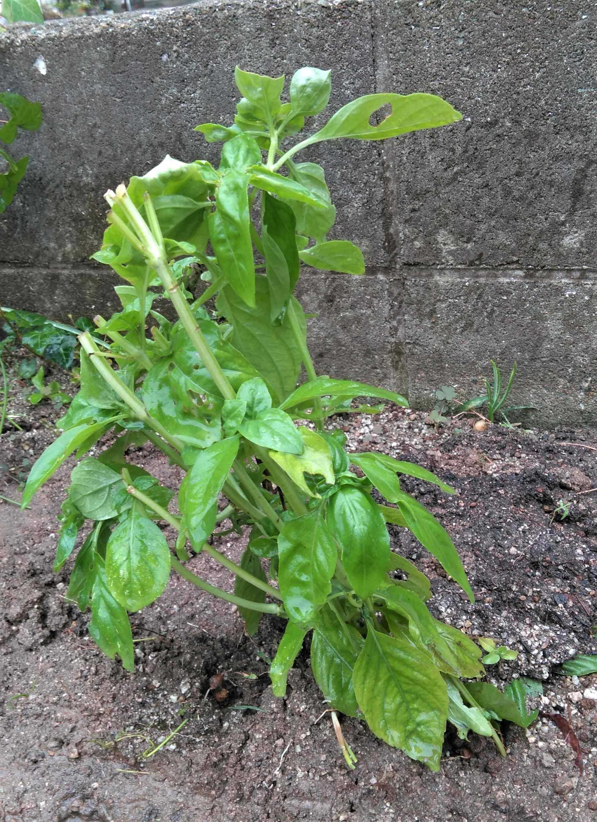 お庭の バジル 冬野菜 ガザニア さりぃちゃん On 釣三丸 楽天ブログ