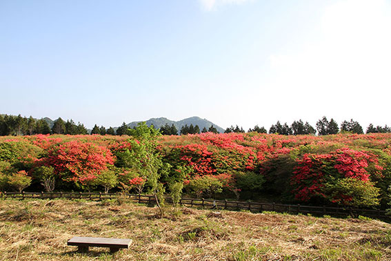 船窪つつじ公園-02♪