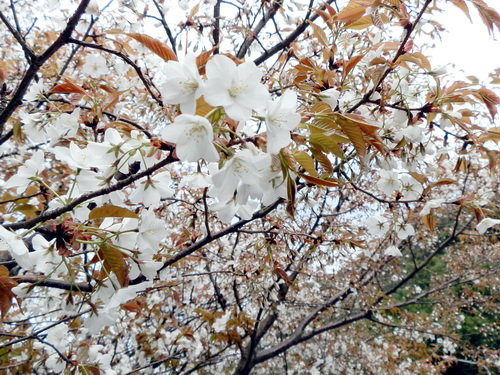 関門海峡と桜ー１０.jpg