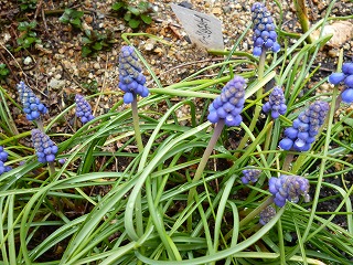 P1320212ss.jpg