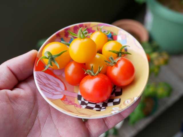 ミニトマトのレジナはベランダ菜園におススメ Verandism べらんでぃずむ ベランダ菜園とか 楽天ブログ
