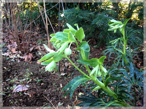 ヘレボルス・フェチダス