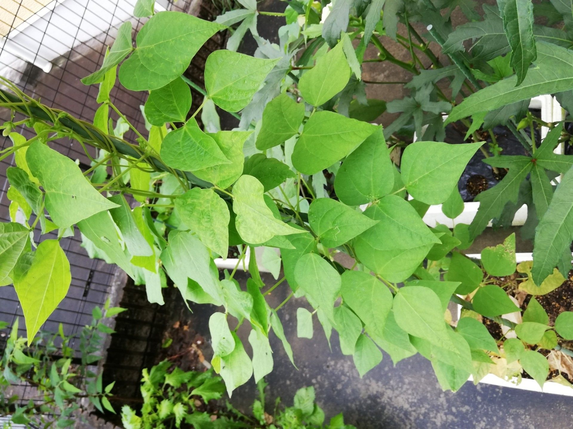 ツルありインゲン豆が奇形果 暑さに負けて撤収だよ 牛乳パックと発泡スチロールで家庭菜園してみたら結構難しくて何回も失敗したけど結果から少しずつ学んでいくブログ 楽天ブログ