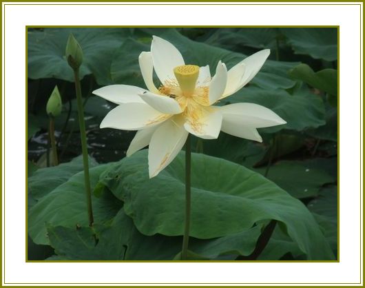 蓮の花釈迦に合掌霊気浴ぶ 花の歳時記 天南星の魅力 山野草 楽天ブログ