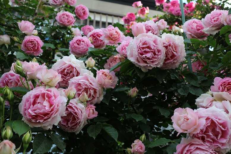 薔薇ペネロペイア、オデッセイア、ピンクパラダイス、プリンセスヴェール満開 タムーのブログ 楽天ブログ
