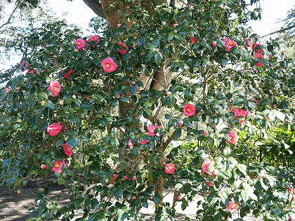 伊豆大島　椿園　大島公園　椿まつり　椿